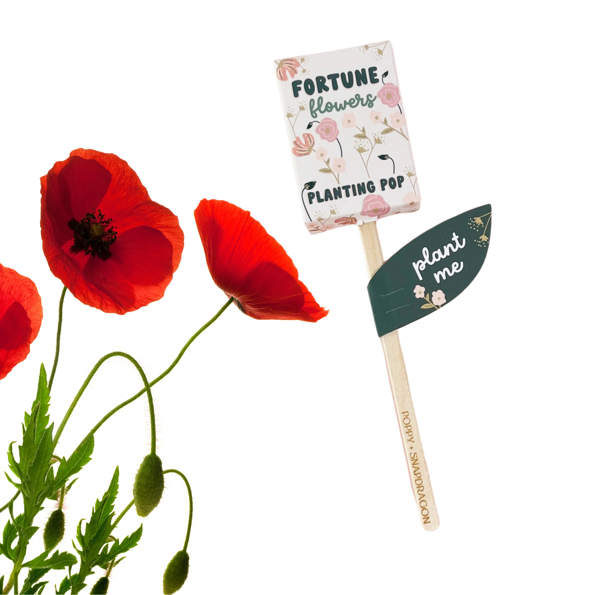 Fortune Flowers Garden + Gift Seed Planting Pop - Image 2