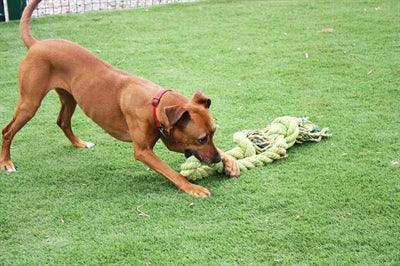 Happy Pet King Size Tug Rope - 101 or 123 cm extra large tug rope - Image 3