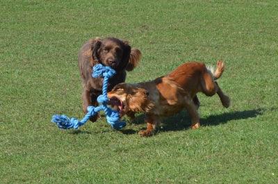 Happy Pet Flossin Fun 3 Knot - For small or large dogs - Image 2