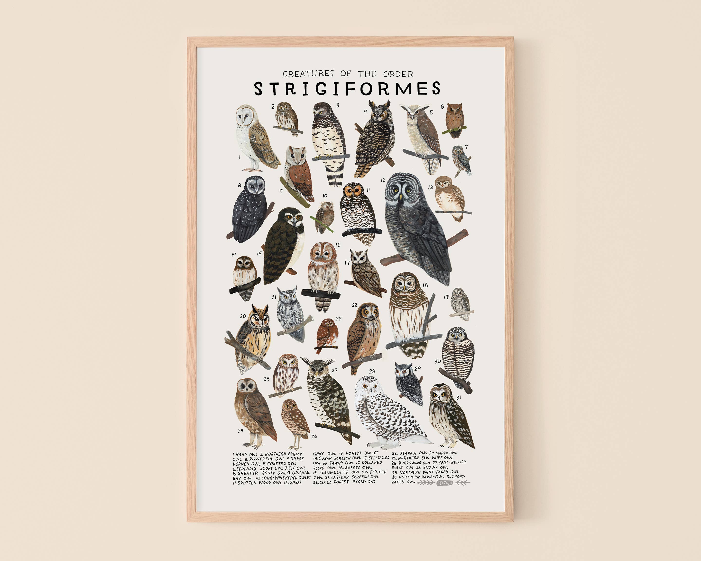 Strigiformes: Owls: 8 x 10 inches - Image 2