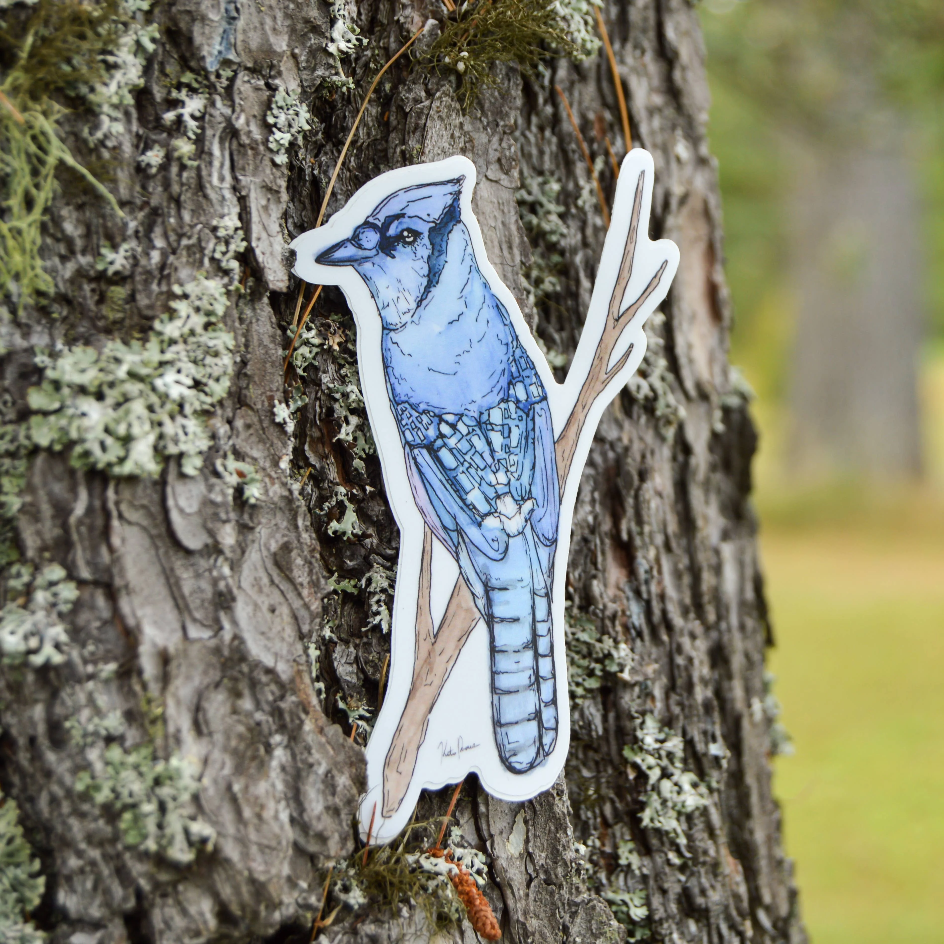 Blue Jay Sticker - Image 2