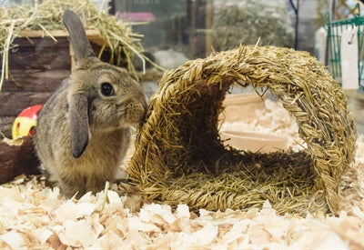 Happy Pet Grassy Tunnel - Image 3