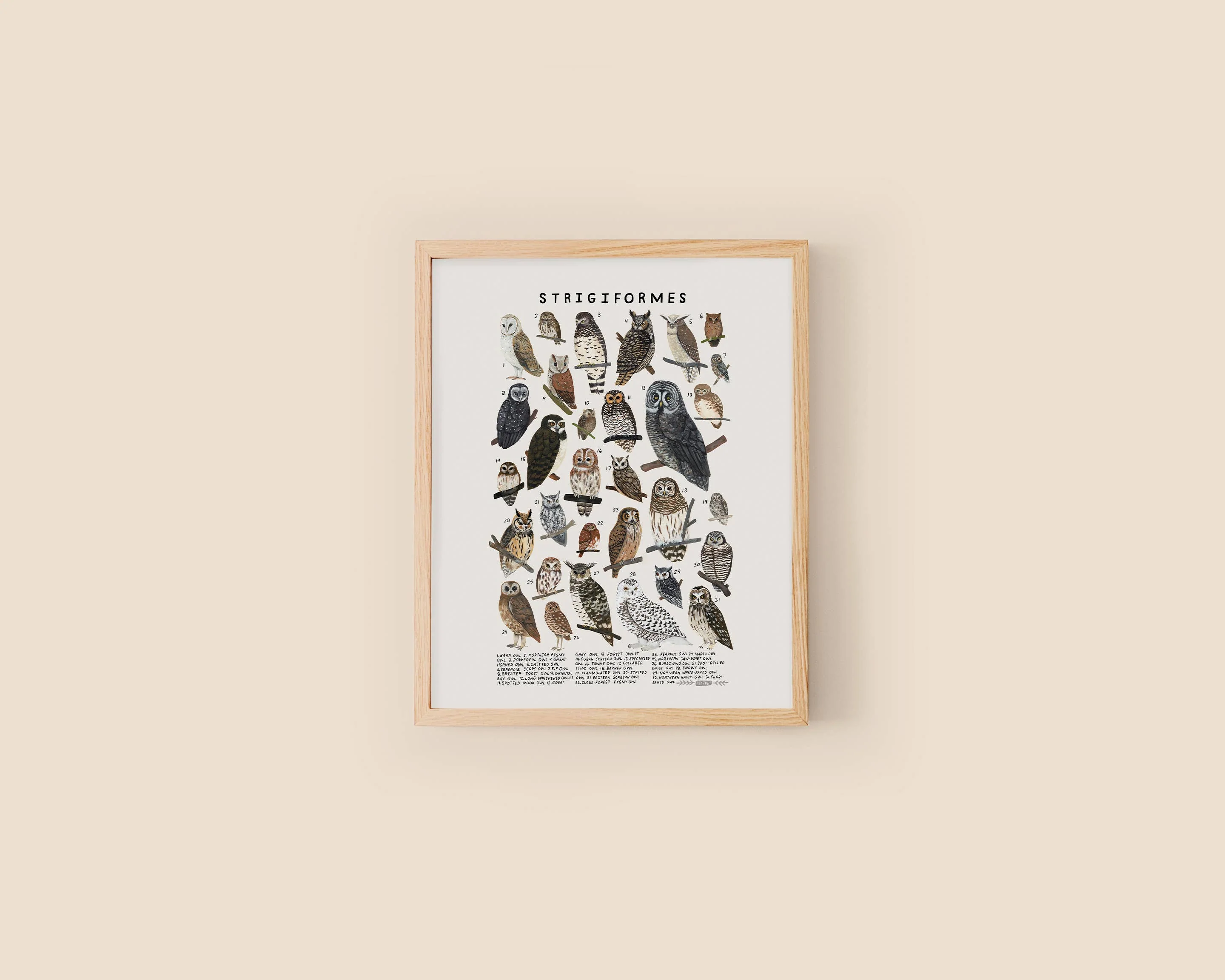 Strigiformes: Owls: 8 x 10 inches - Image 1