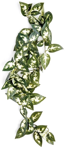 Komodo Borneo Hanging Fern