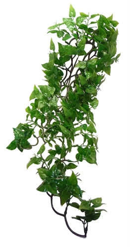 Komodo Philodendron Plant - Image 2