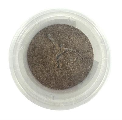 Animal Drugstore Green-lipped Mussel Extract Veterinary - Image 2