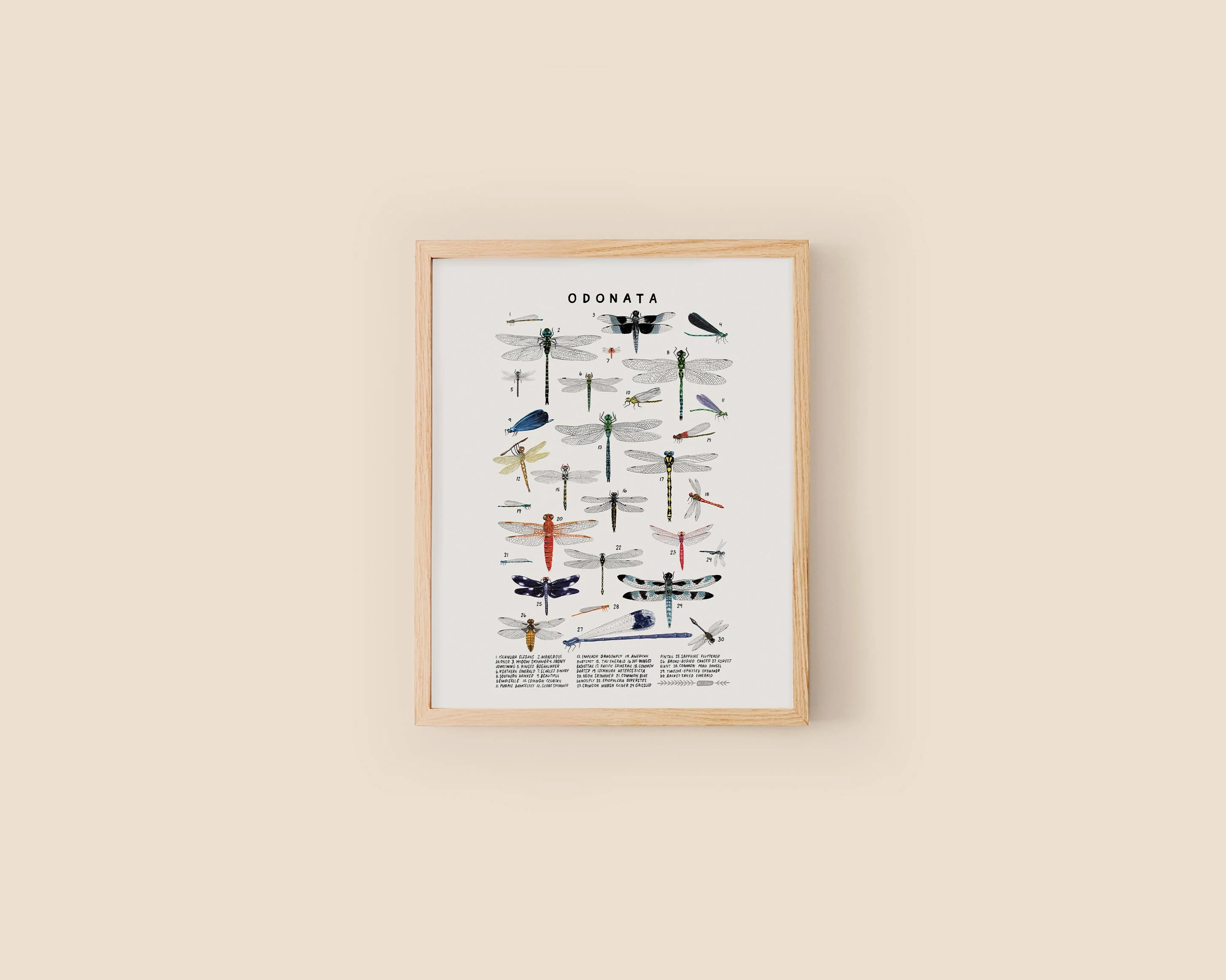 Odonata: Dragonflies, Damselflies: 8 x 10 inches - Image 1
