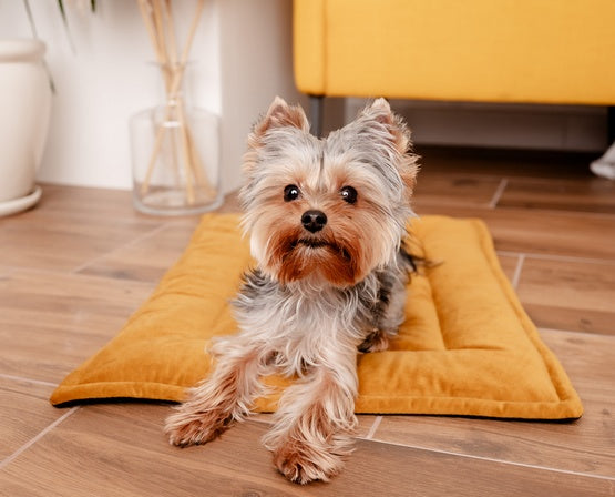 MIMIKO Pets Mata Velvet 70x50cm musztarda - Image 2