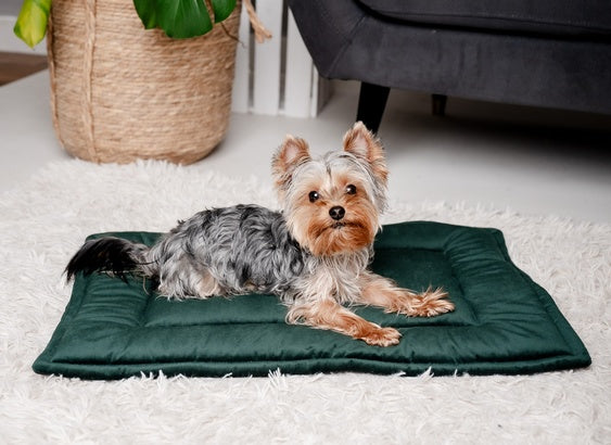 MIMIKO Pets Mata Velvet 70x50cm butelkowa zieleń - Image 2