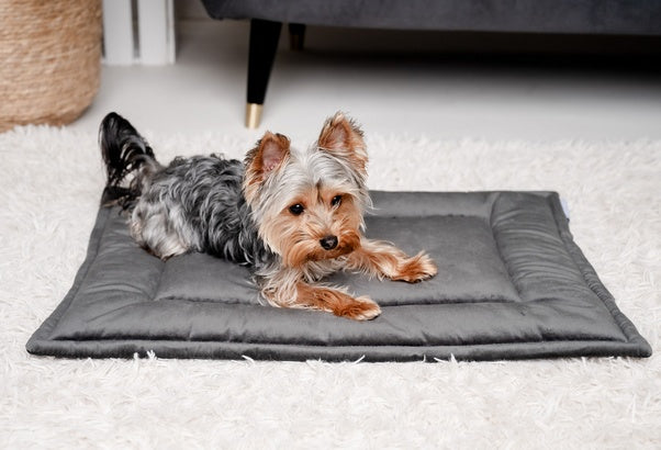 MIMIKO Pets Mata Velvet 70x50cm grafit - Image 2