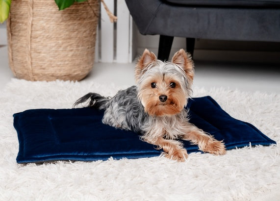 MIMIKO Pets Mata Velvet 70x50cm granat - Image 2