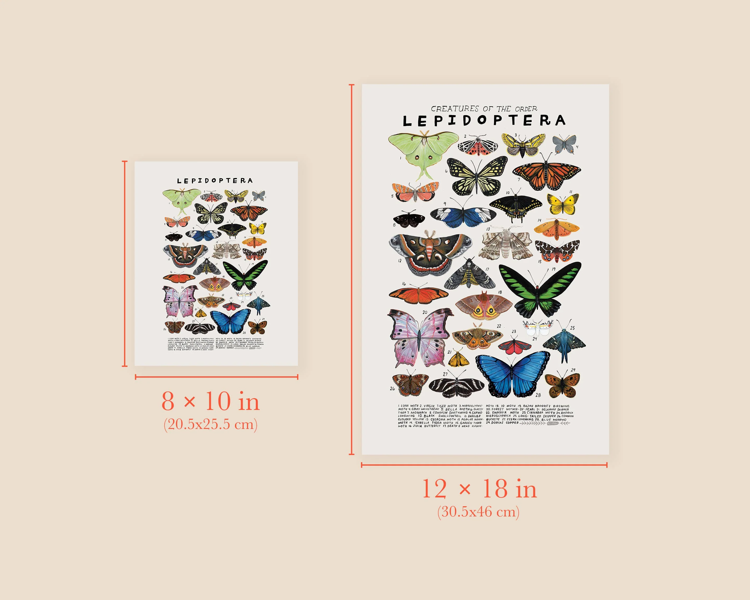Lepidoptera: Butterflies, Moths: 8 x 10 inches - Image 3