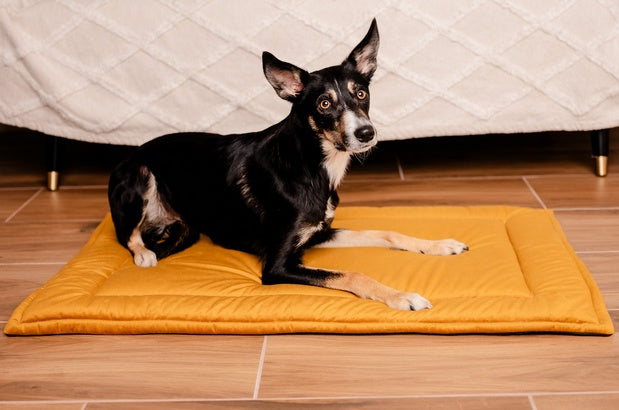 MIMIKO Pets Mata Velvet 100x70cm musztarda - Image 3