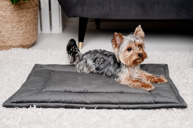 MIMIKO Pets Mata Velvet 70x50cm grafit - Image 3