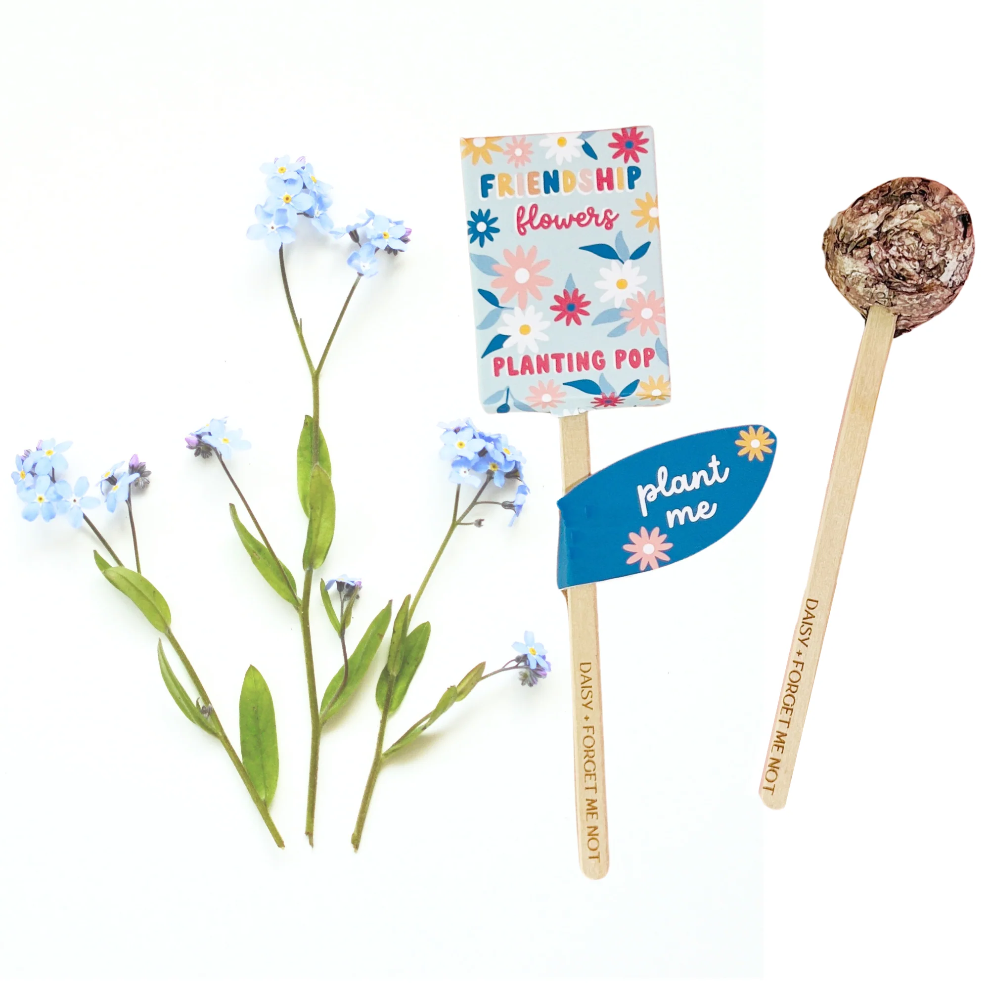 Friendship Flowers Garden + Gift Seed Planting Pop - Image 2