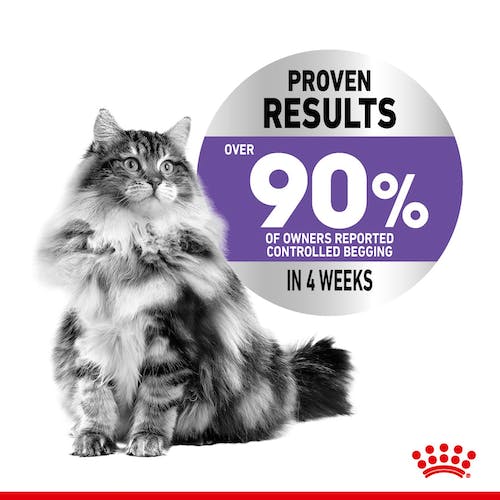 Royal Canin Appetite Control Care karma mokra w sosie dla kotów dorosłych, domagających się jedzenia saszetka 85g - Image 2