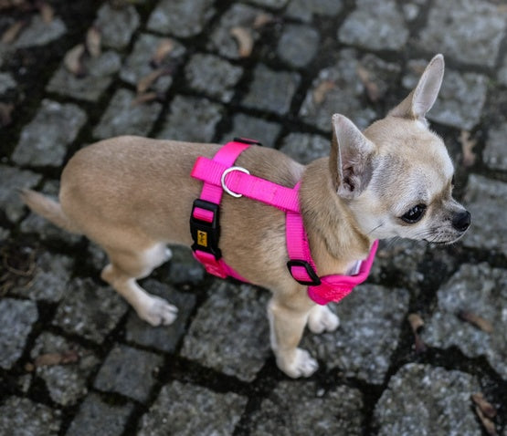 Dingo Szelki bezuciskowe z dwupaskową regulacją S różowe - Image 2