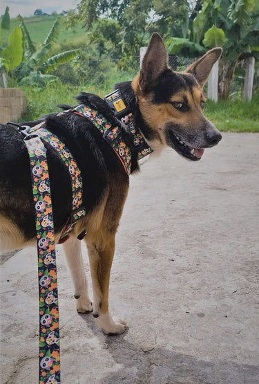 Dingo Obroża regulowana City - Chiapas 4,0cm/75cm - Image 3