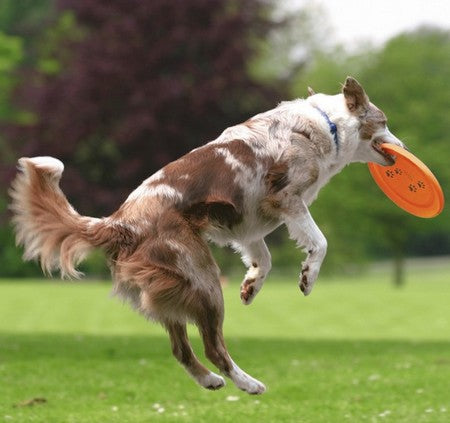 Trixie Rzutka dla psa Dog Activity 19cm [33561] - Image 3