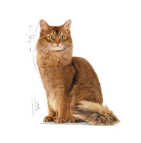 Royal Canin Ultra Light pasztet karma mokra dla kotów dorosłych, z tendencją do nadwagi saszetka 85g - Image 3