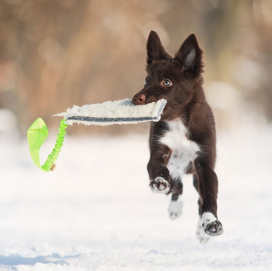 Dingo zabawka dla psa - amortyzowana rączka bungee i naturalna wełna - Image 2