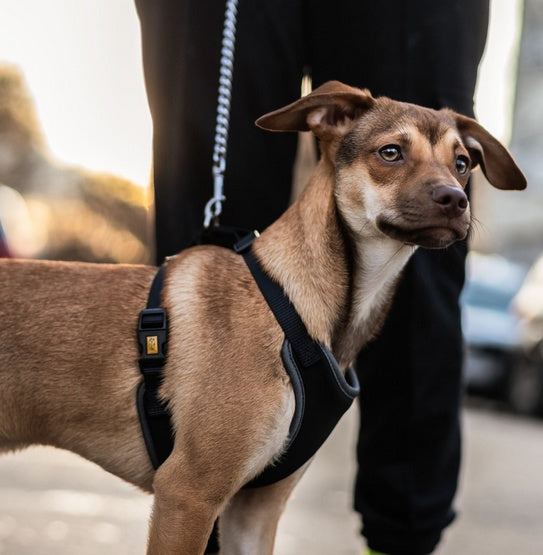 Dingo Szelki bezuciskowe z dwupaskową regulacją S czarne - Image 3