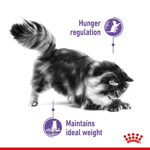 Royal Canin Appetite Control Care karma mokra w sosie dla kotów dorosłych, domagających się jedzenia saszetka 85g - Image 3