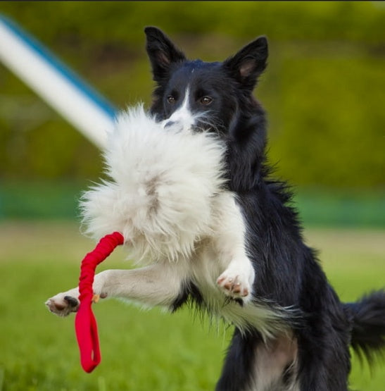 Dingo zabawka dla psa - naturalne futro owcze z bungee w kolorze różowym - Image 2
