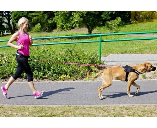 Dingo Smycz do biegania - taśma z amortyzatorem 170cm z rączką czarna - Image 2