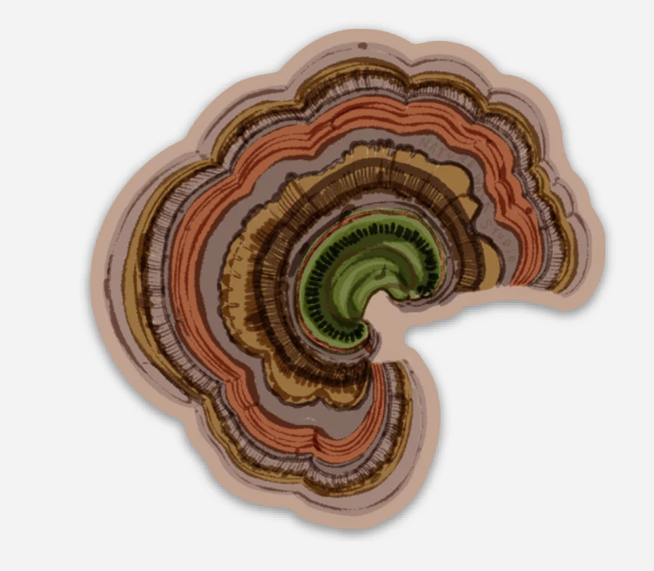 Turkey Tail Mushroom waterproof decal sticker mushrooms - Image 1