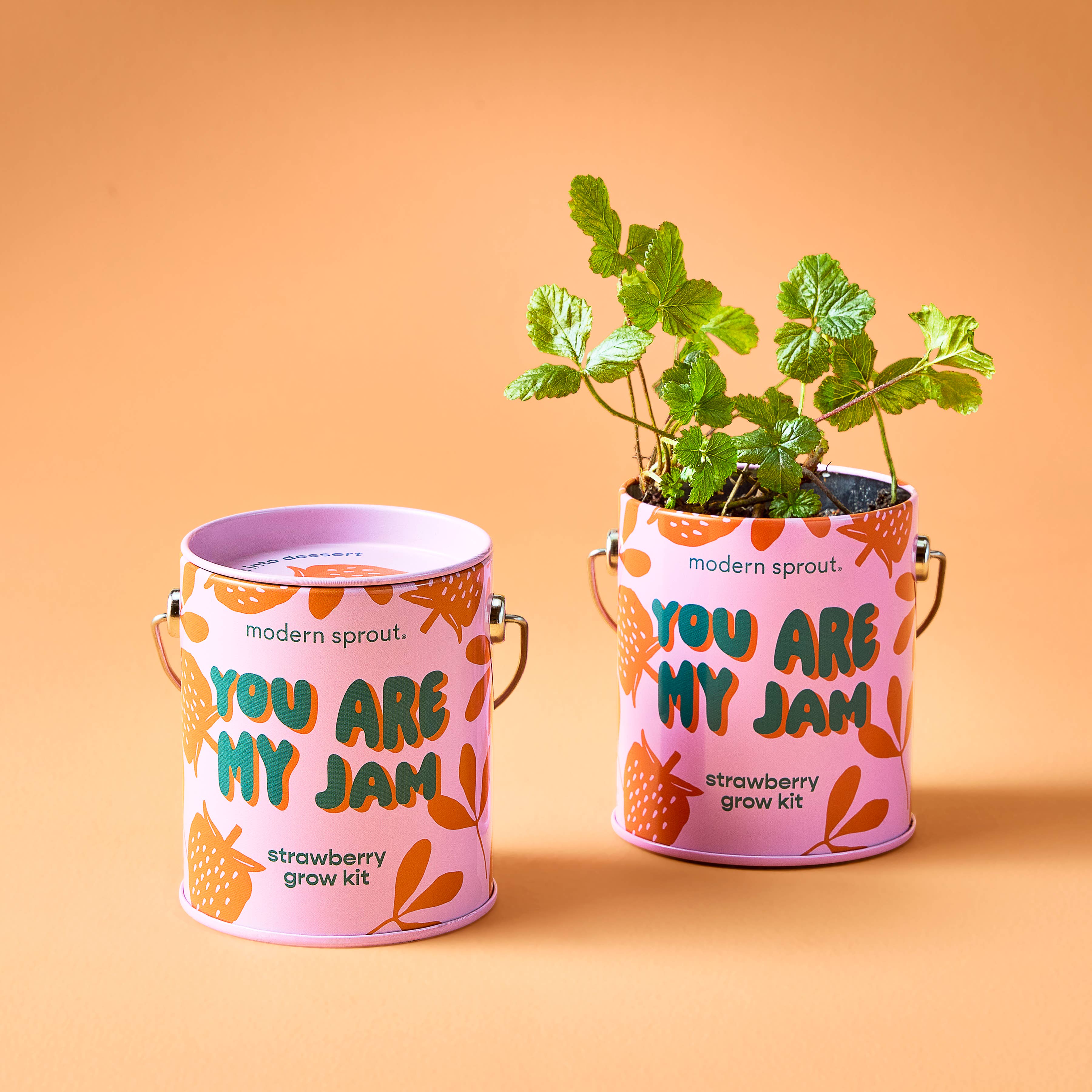 Complimentary Color Grow Kits - Image 3