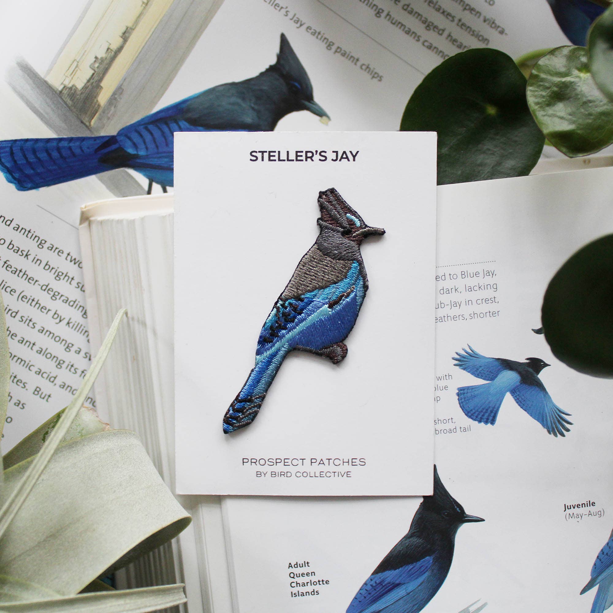 Steller's Jay Patch - Image 2
