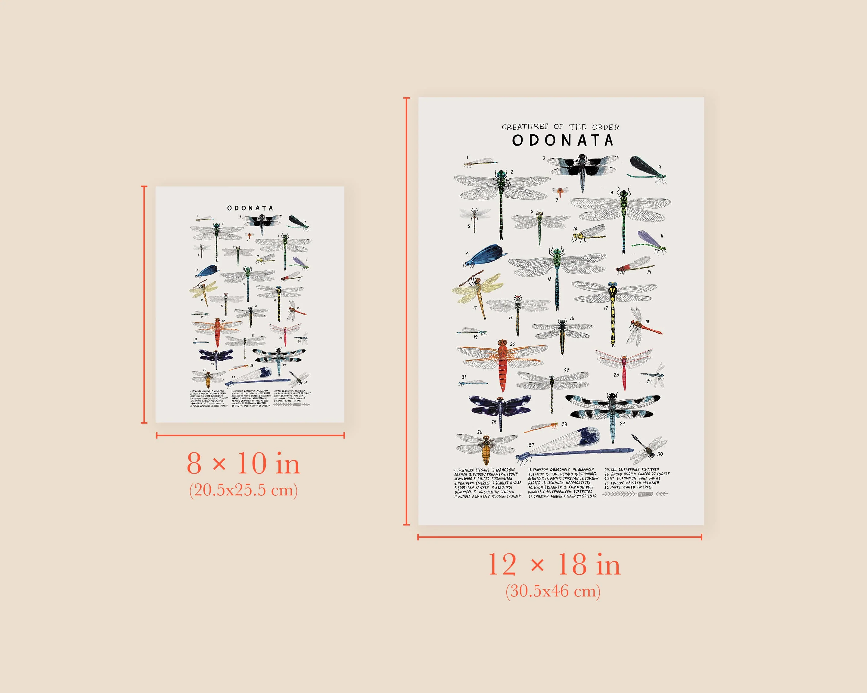 Odonata: Dragonflies, Damselflies: 8 x 10 inches - Image 3