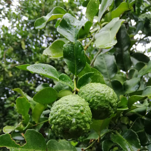 Bergamot Grapefruit Natural Bar Conditioner - Image 3