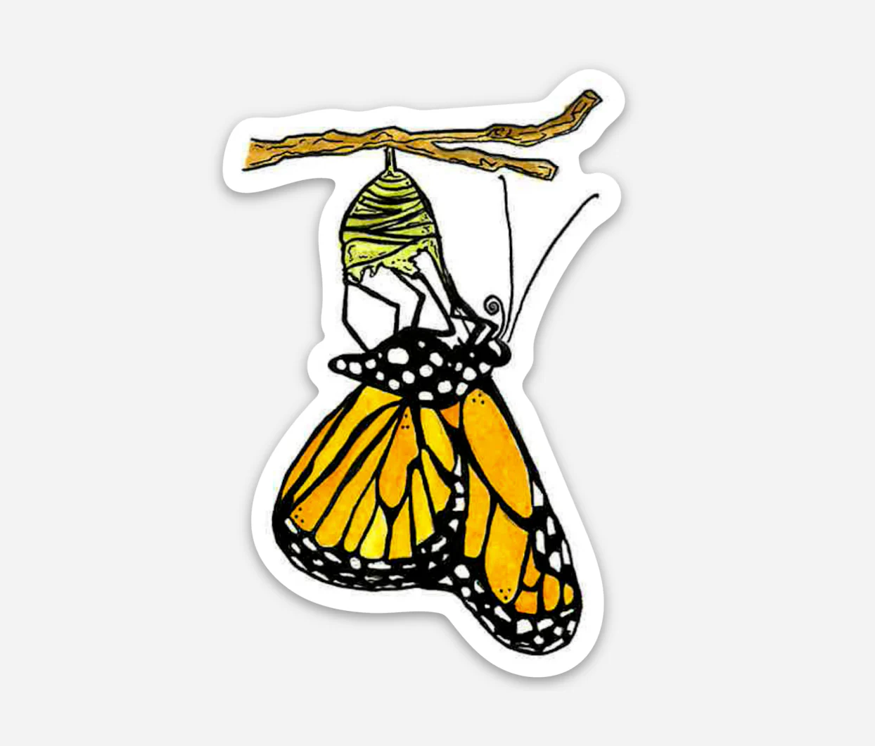 Monarch Butterfly Emerging Sticker - Image 1