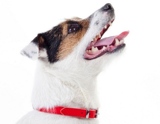 Dingo Obroża skórzana podszyta filcem 1,0x24cm czerwona - Image 2