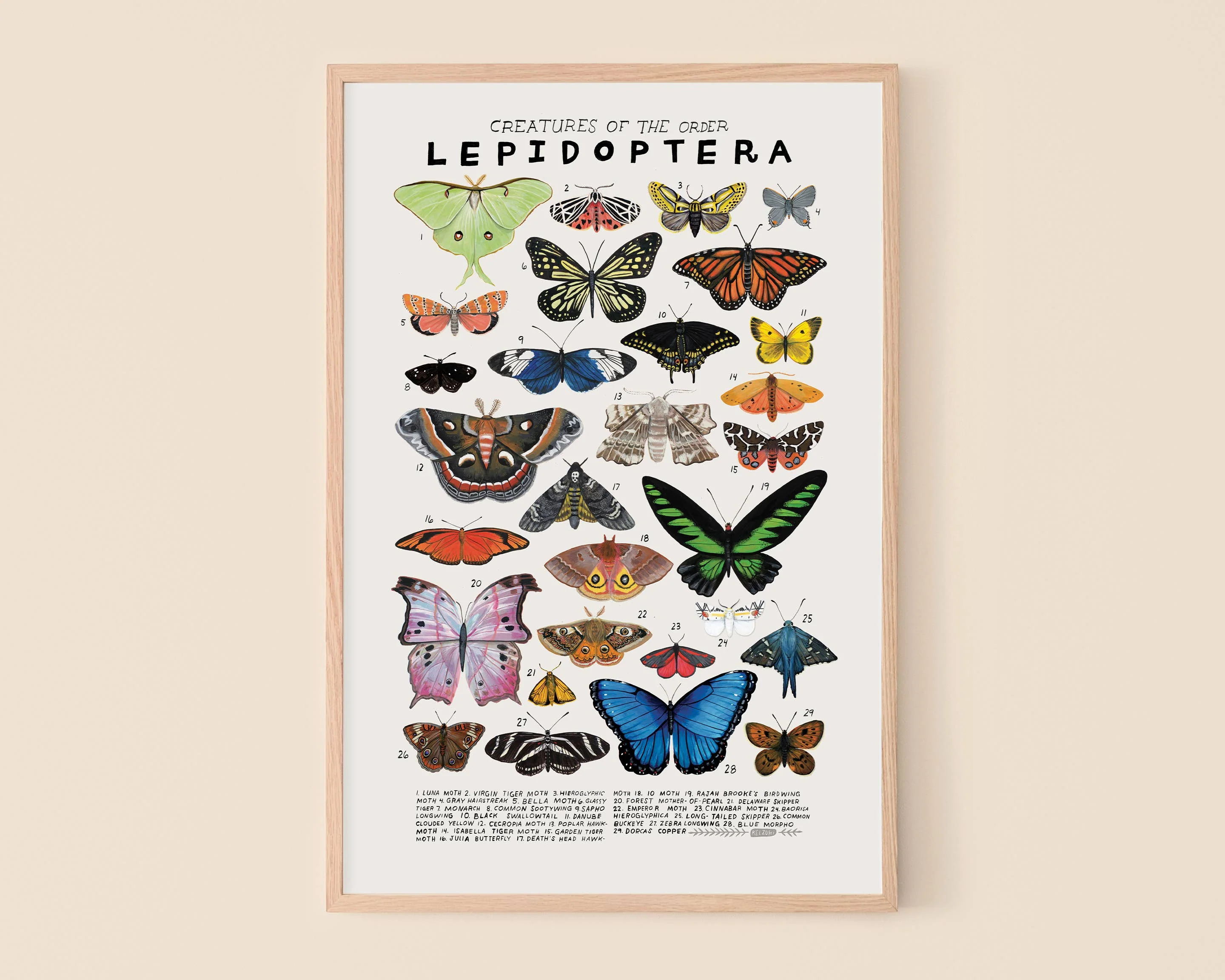 Lepidoptera: Butterflies, Moths: 8 x 10 inches - Image 1