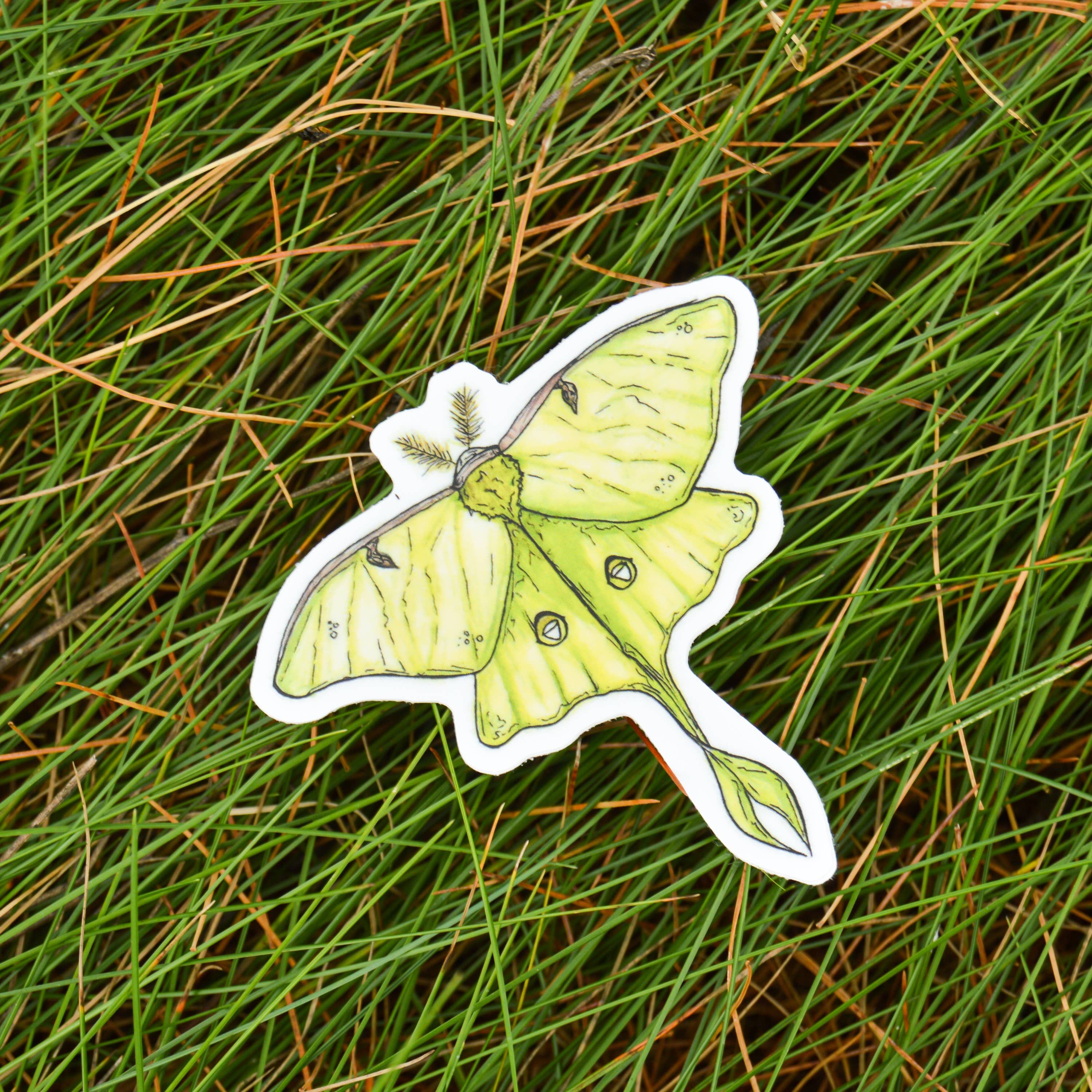 Luna Moth Sticker - Image 2
