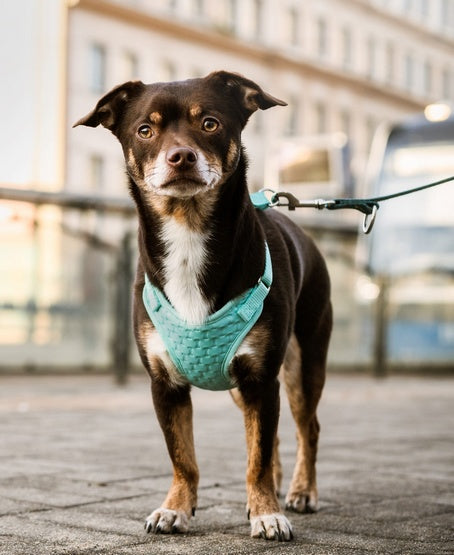 Dingo Szelki bezuciskowe z dwupaskową regulacją S miętowe - Image 2